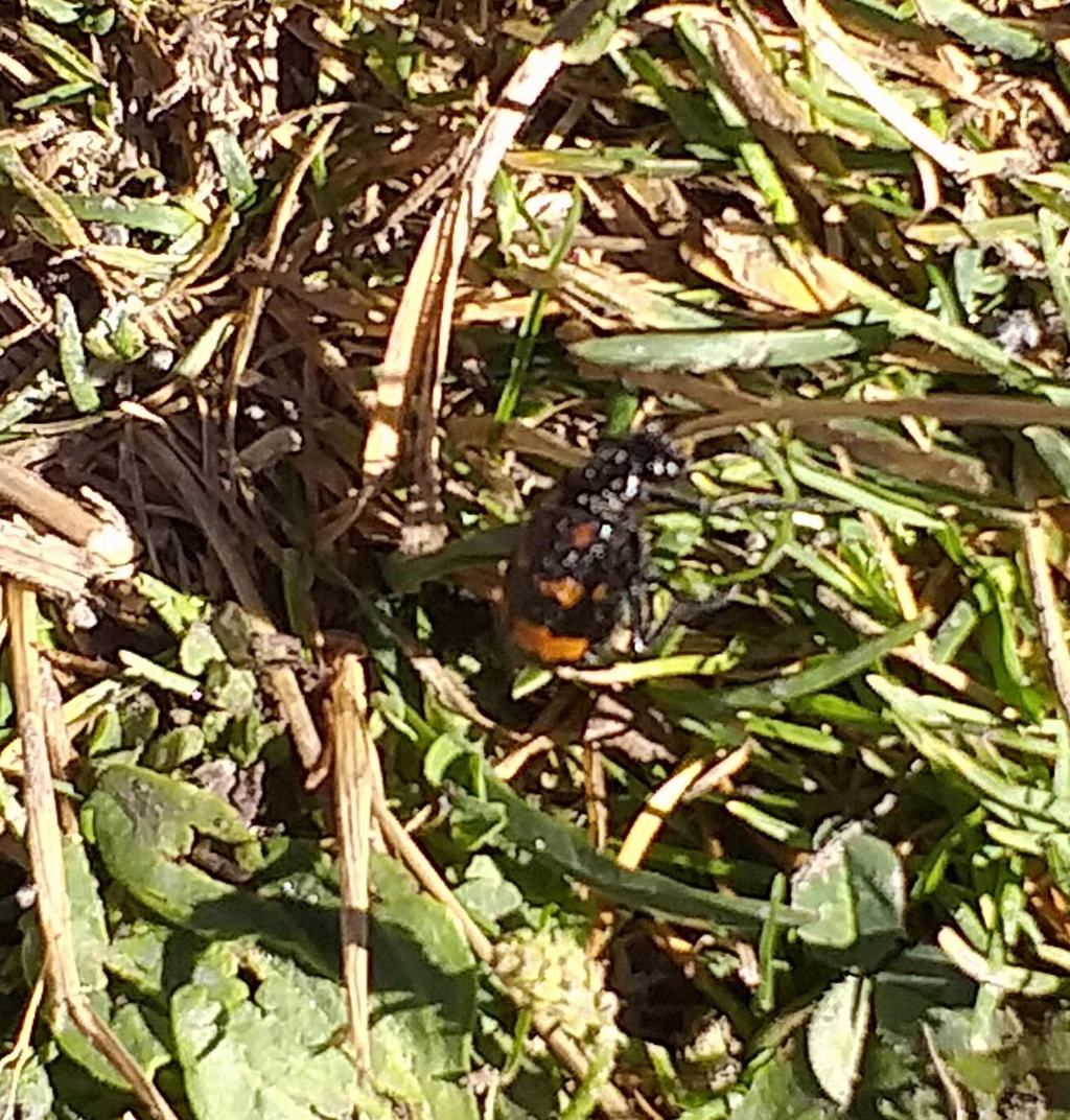 Hycleus polymorphus (Meloidae)